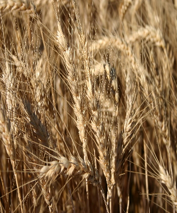 Beta Gucan Benefits Beta Gucan Benefits