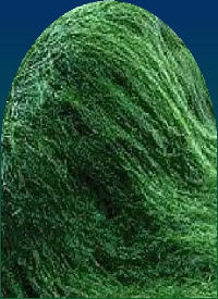Hawaiian Spirulina Benefits Hawaiian Spirulina Benefits