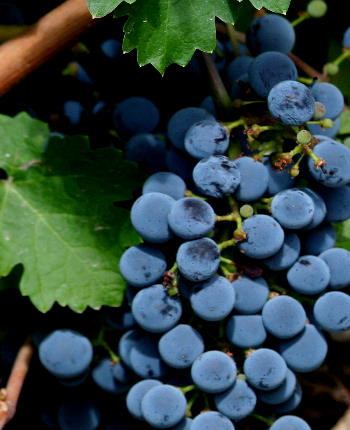 Grape Seed Oil Benefits Grape Seed Oil Benefits