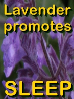 Ormus Rich Mineral Skin Cream with Lavender helps Sleep Ormus Rich Mineral Skin Cream with Lavender helps Sleep