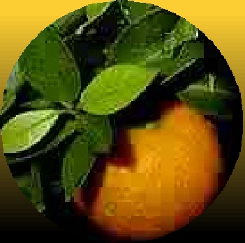 Orange Essential Oil Benefits Orange Essential Oil Benefits