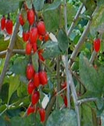 GOJI BERRIES BENEFITS GOJI BERRIES BENEFITS