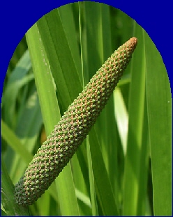 Ormus Minerals Calamus2 Ormus Minerals Calamus2
