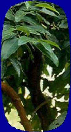 Cassia Essential Oil Benefits Cassia Essential Oil Benefits