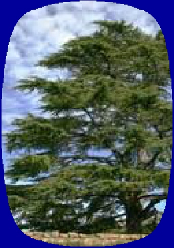 Himalayan Cedar Wood Essential Oil Benefits Himalayan Cedar Wood Essential Oil Benefits