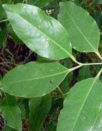 Sandalwood Essential Oil Benefits Sandalwood Essential Oil Benefits