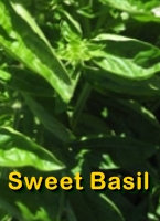 Sweet Basil Essential Oil Beneftis Sweet Basil Essential Oil Beneftis