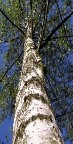 Birch Essential Oil Benefits Birch Essential Oil Benefits