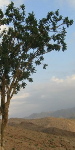 Frankincense Essential Oil Benefits Frankincense Essential Oil Benefits