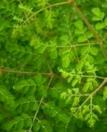 Moringa Benefits Moringa Benefits