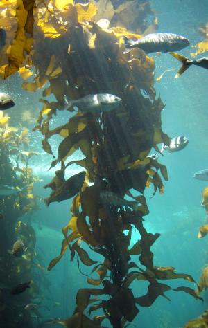 Kelp Benefits Kelp Benefits