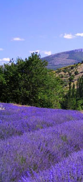 Lavender Essential Oil benefits Lavender Essential Oil benefits