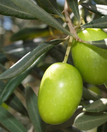 Extra Virgin Olive Oil Benefits Extra Virgin Olive Oil Benefits