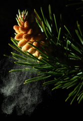 Masson Pine Tree Pollen Benefits Masson Pine Tree Pollen Benefits