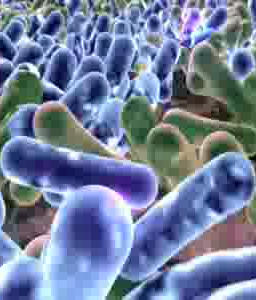 Probiotics BENEFITS Probiotics BENEFITS