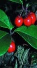 Wintergreen Essential Oil Benefits Wintergreen Essential Oil Benefits