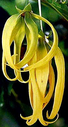 Ylang Ylang Essential Oil benefits Ylang Ylang Essential Oil benefits
